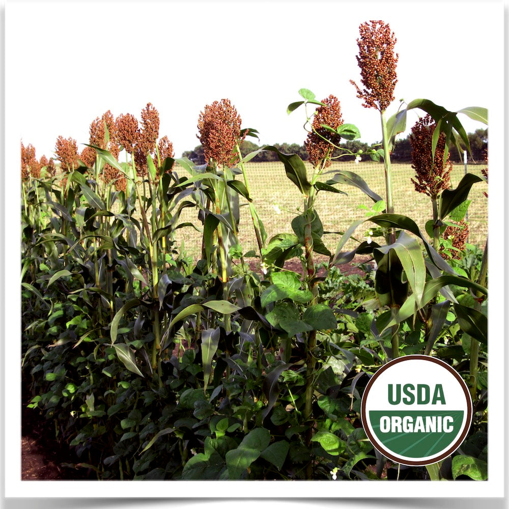 Prairie Road Organic Seed Red Kaoliang sorghum grown from certified organic seed