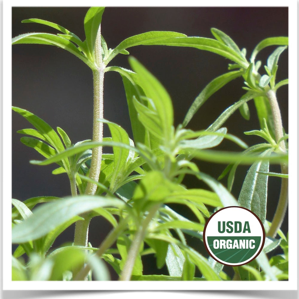 Summer savory grown from certified organic seed at Prairie Road Organic Seed