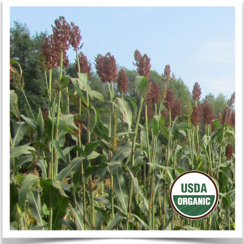 Prairie Road Organic Seed Red Kaoliang sorghum grown from certified organic seed