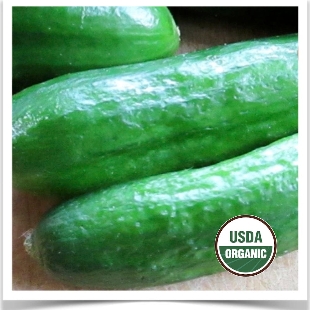 Prairie Road Organic Seed Tendergreen cucumber grown from certified organic seed.