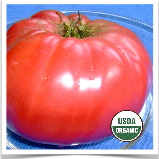 Prairie Road Organic Seed Brandywine tomato on a plate grown from certified organic seed