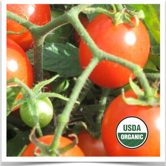 Prairie Road Organic Seed Koralik tomato grown from certified organic seed