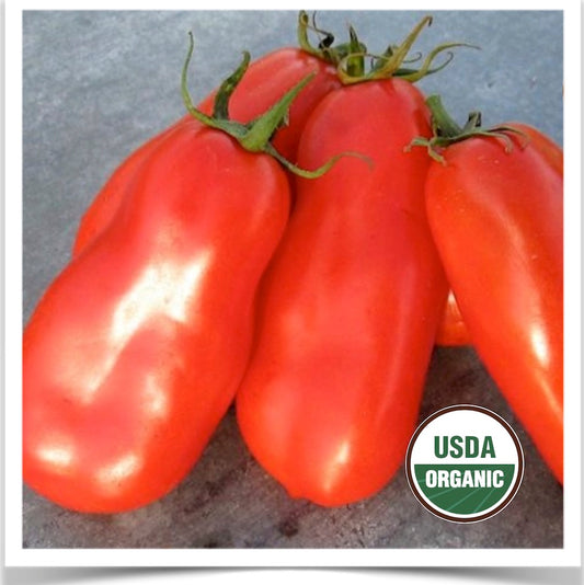 San Marzano tomatoes grown at Prairie Road Organic Seed