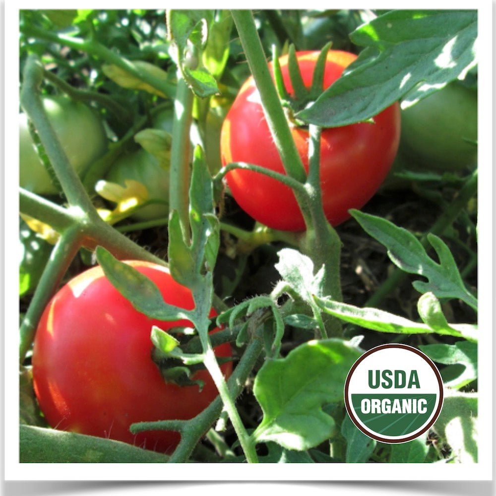 Prairie Road Organic Seed Sheyenne tomato grown from certified organic seed.