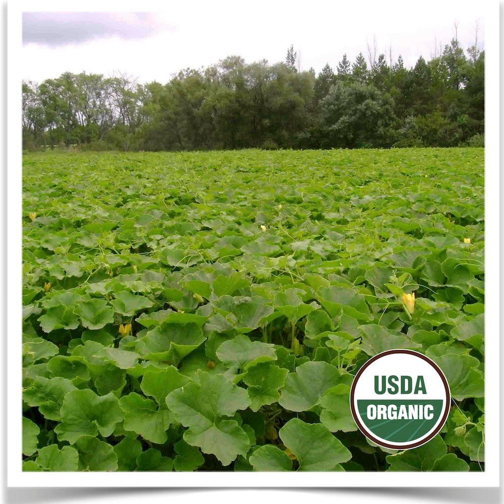 A field of Uncle David's Dakota Dessert squash grown from certified organic seed