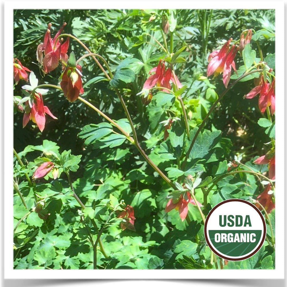 Wild Columbine in full bloom at Prairie Road Organic Seed