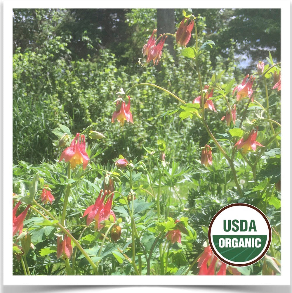 Wild Columbine in full bloom at Prairie Road Organic Seed