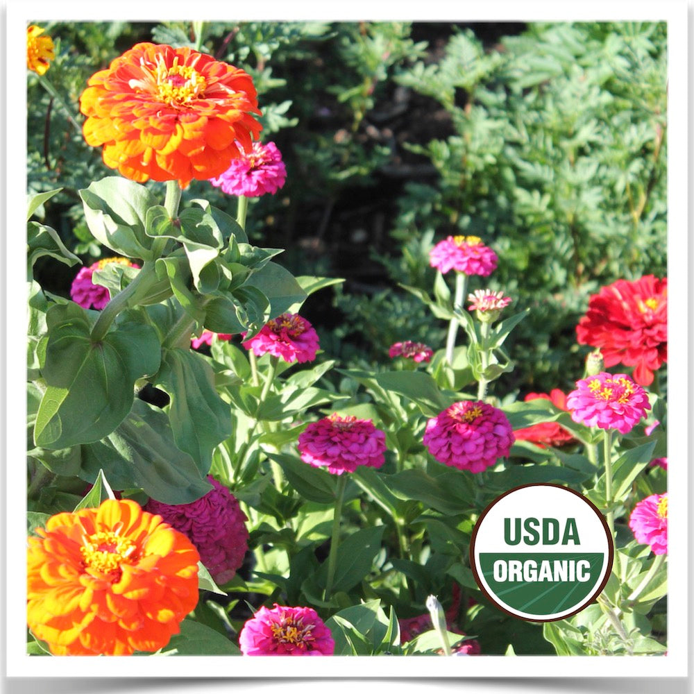 Prairie Road Organic Seed California Giant zinnia grown from certified organic seed