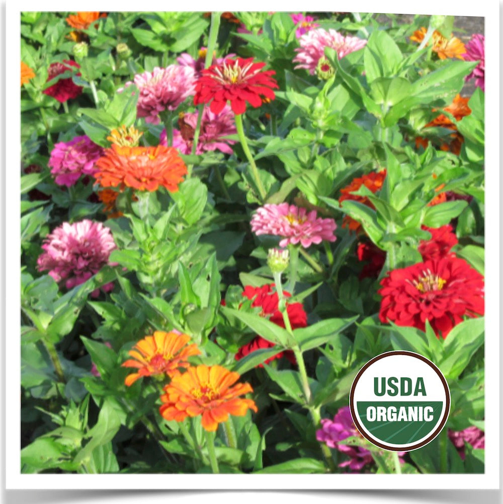 Prairie Road Organic Seed California Giant zinnia grown from certified organic seed