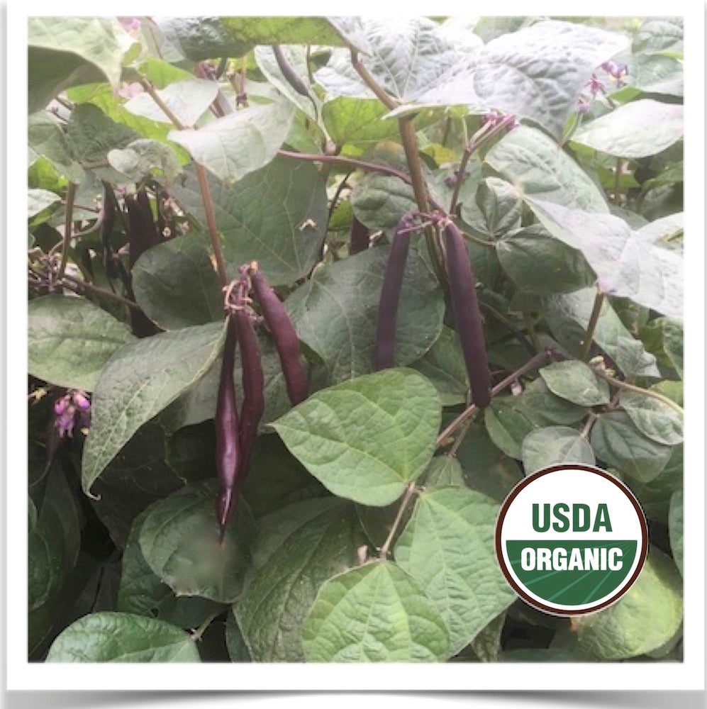 Blooming Prairie beans in production; grown from certified organic seed.
