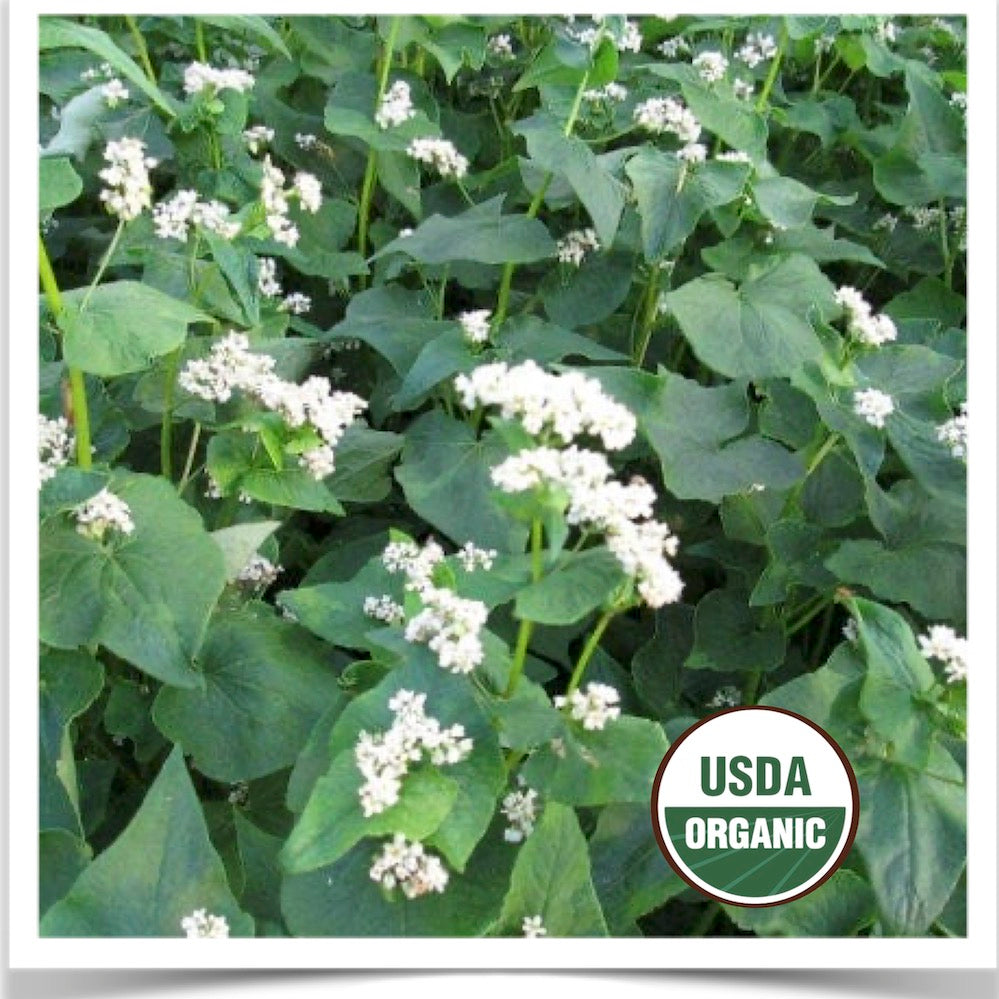 Manor buckwheat flowering at Prairie Road Organic Seed