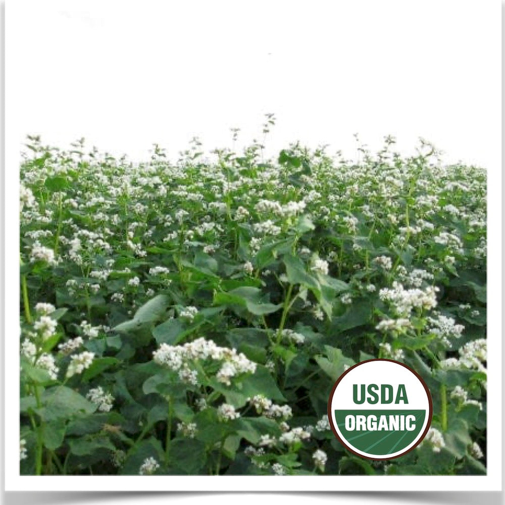 Closeup of Prairie Road Organic Seed cover crop field of Manor buckwheat flowering.