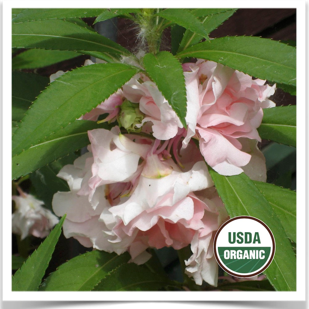 Pink colored Camellia Flowered balsam in full bloom grown from certified organic seed.