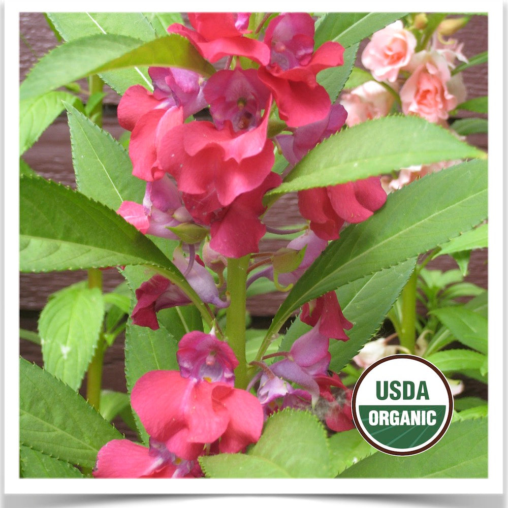 Certified organic seed of Camellia Flowered balsam blooms of rose-like flowers.