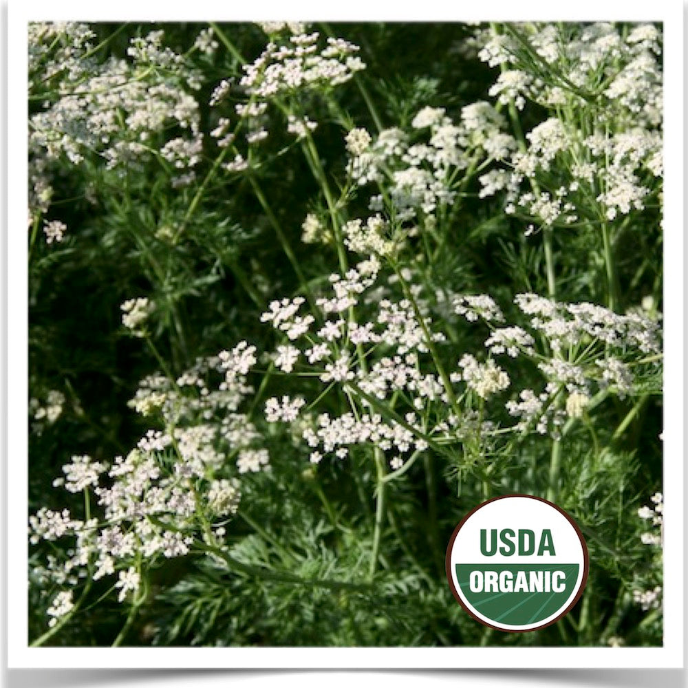 Certified organic Caraway seed-- blooming andgrown at Prairie Road Organic Seed