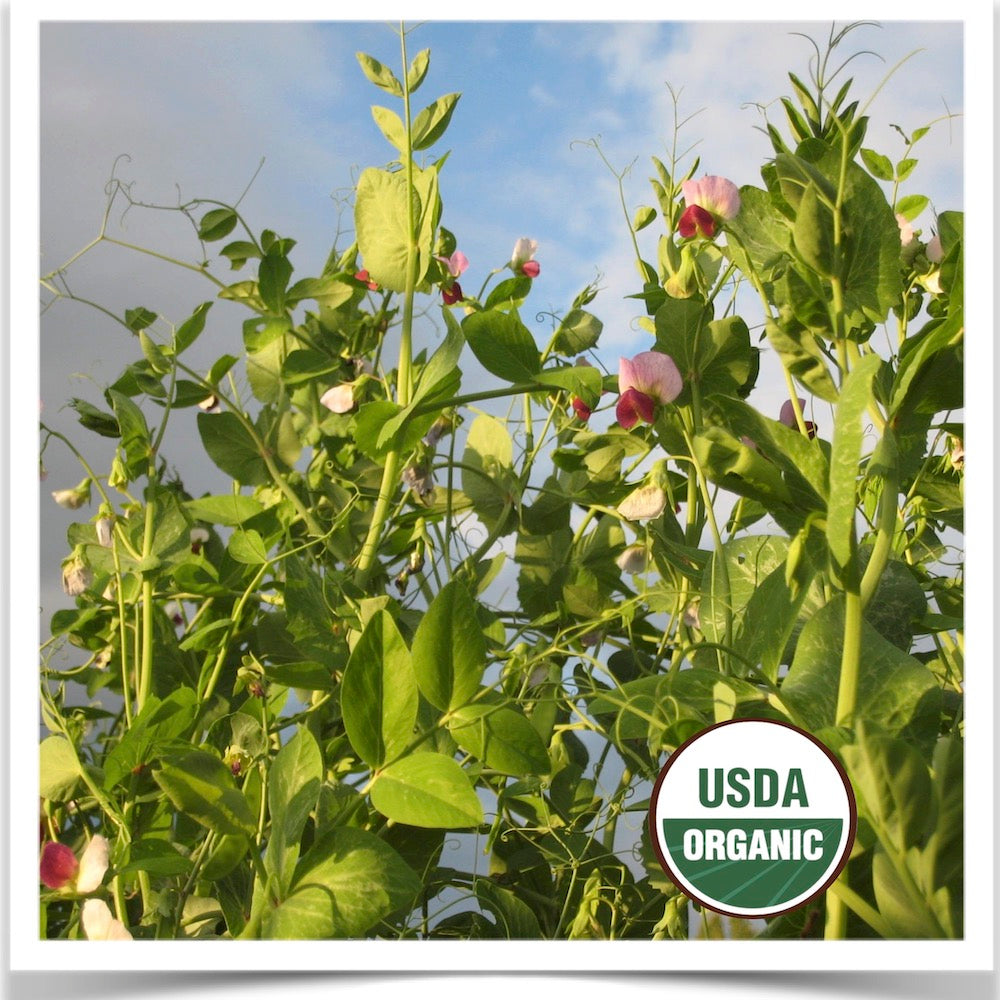 Dwarf Grey snow pea flowering, vining and reaching for the sky at Prairie Road Organic Seed.