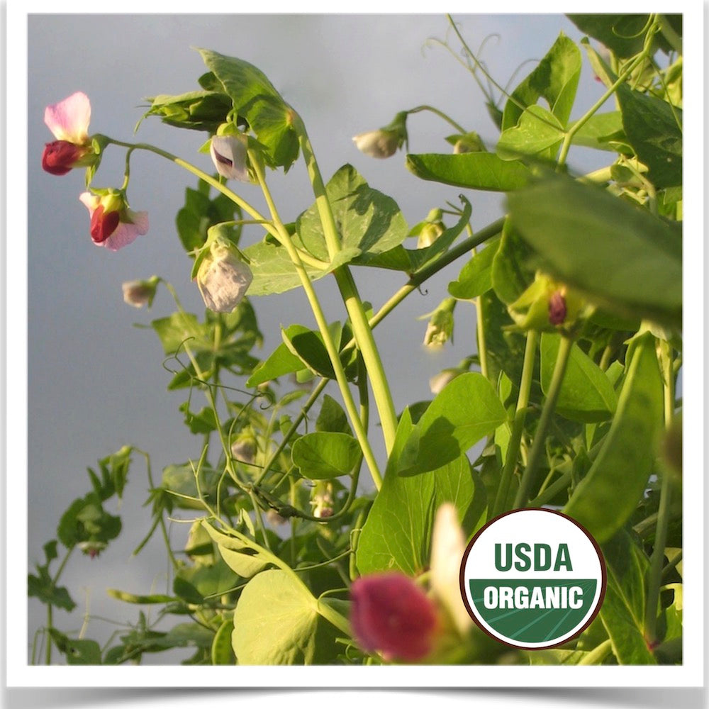 Dwarf Grey snow pea reaching for the sky and grown from certified organic seed.