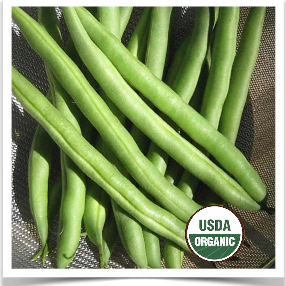 Certified organic seed Empress green bush beans .