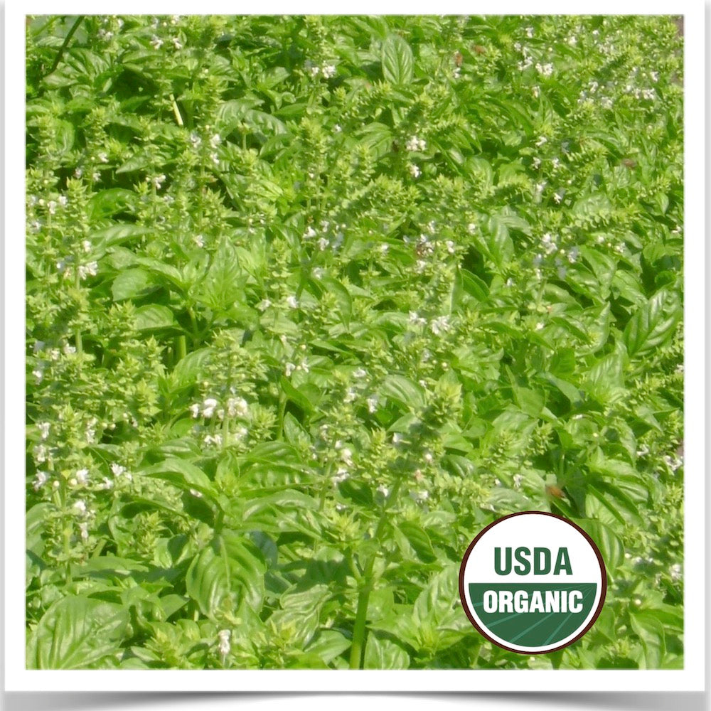 Prairie Road Organic Seed Genovese basil grown from certified organic seed.