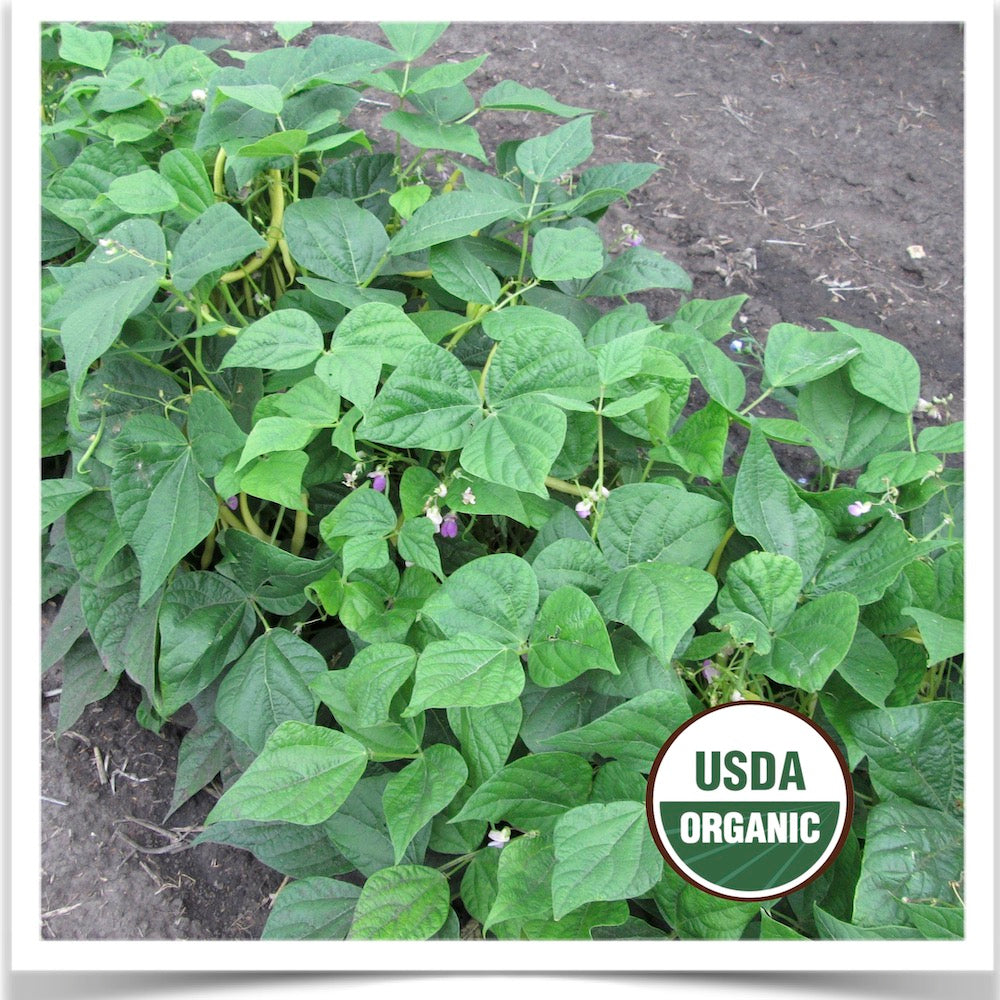 A row of Prairie Road Organic Seed Golden Rocky yellow wax bean grown from certified organic seed