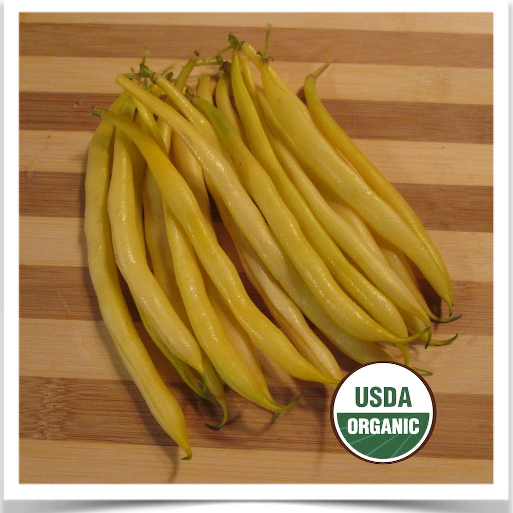 A handful of Prairie Road Organic Seed Golden Rocky yellow wax beans grown from organic seed