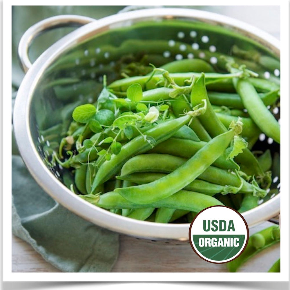 Green Arrow shell peas ready to shell at at Prairie Road Organic Seed