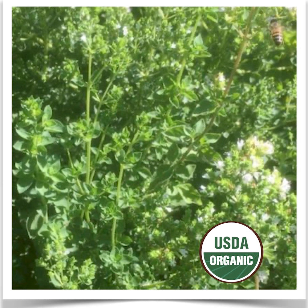 Italian oregano blooming and being visited by honey bees.