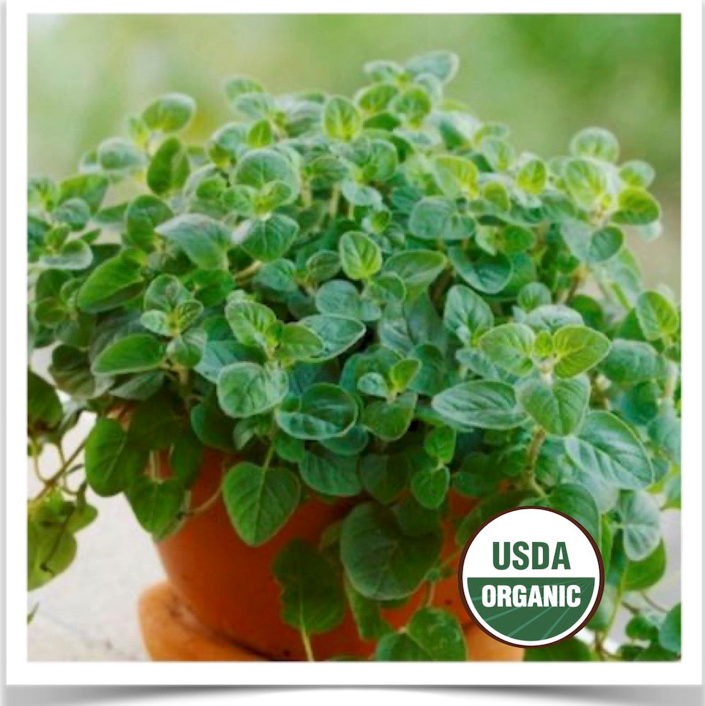 Italian Oregano growing in a pot at Prairie Road Organic Seed.