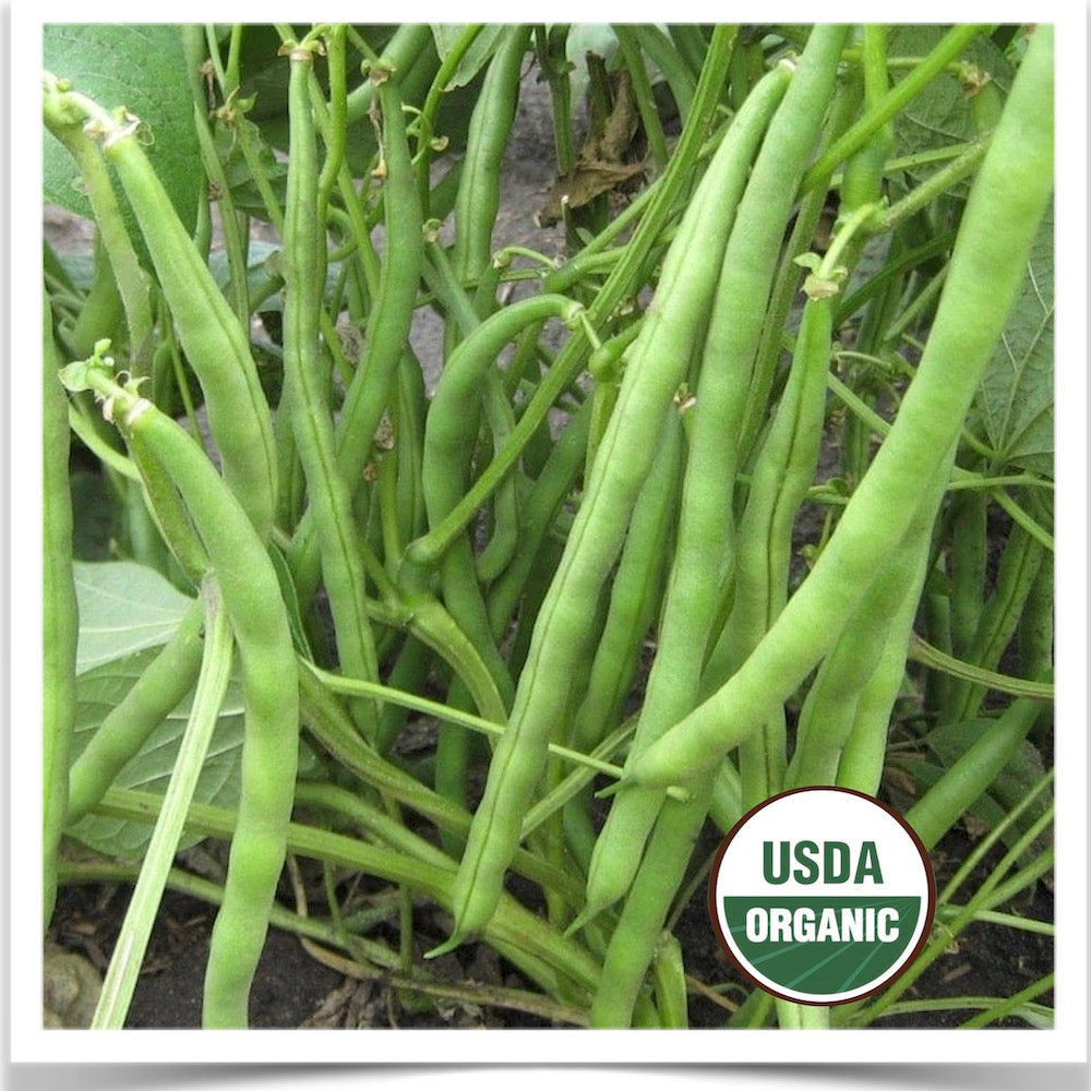 Prairie Road Organic Seed Jade green bush beans grown from certified organic seed.