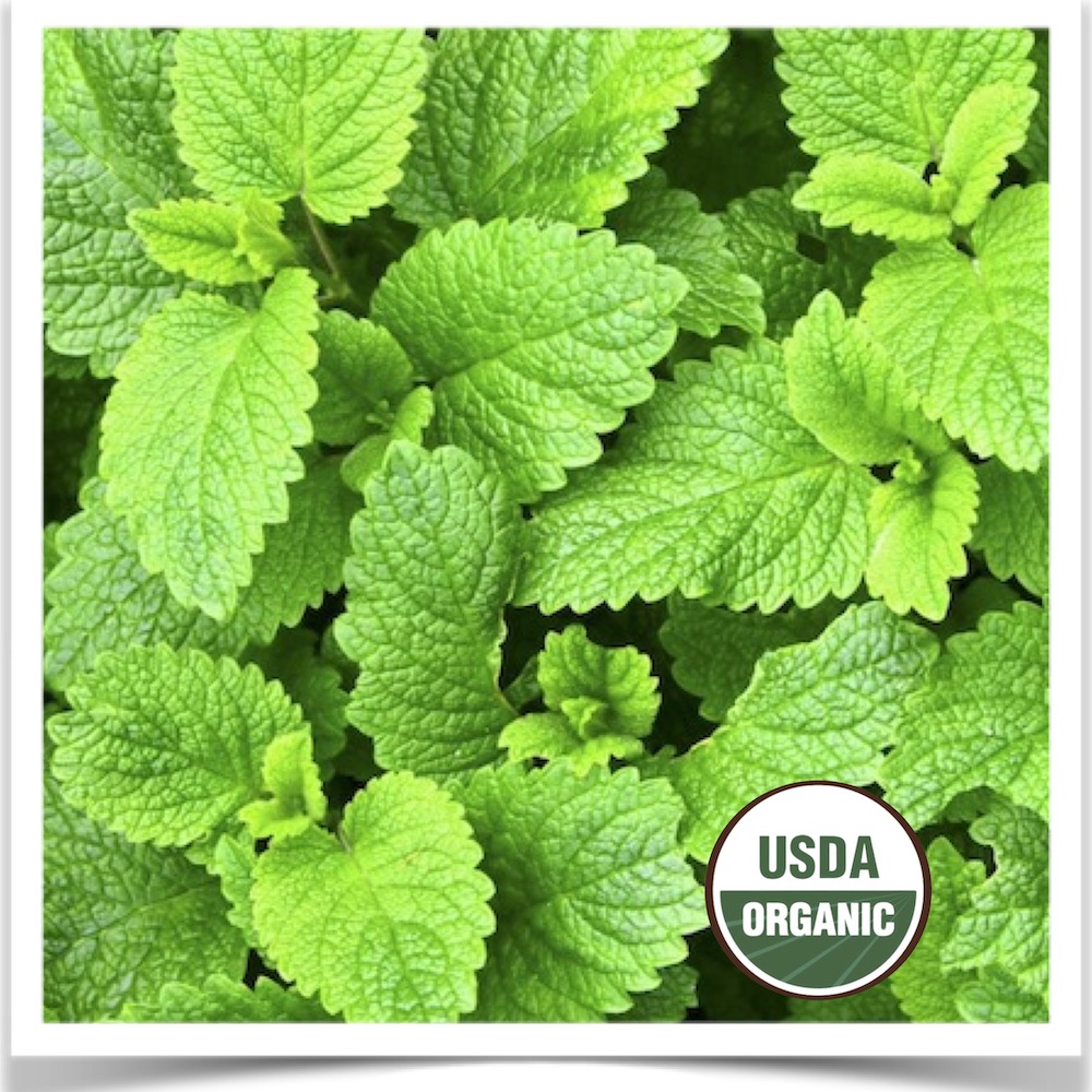 Lemon balm in production at Prairie Road Organic Seed