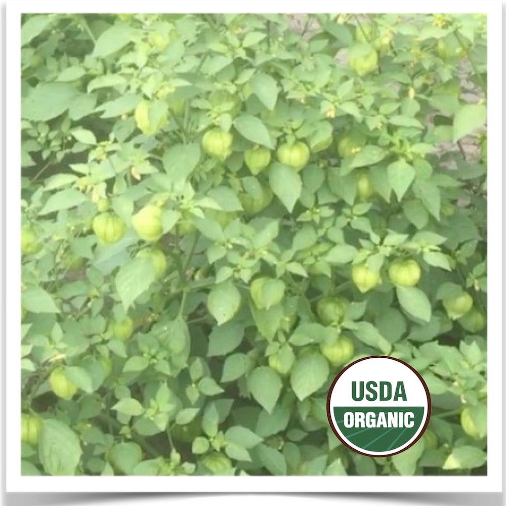 Mexican Strain tomatillos growing like wild at Prairie Road Organic Seed