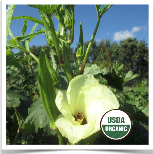 Prairie Road Organic Seed 's Clemson Spineless okra grown from certified organic seed