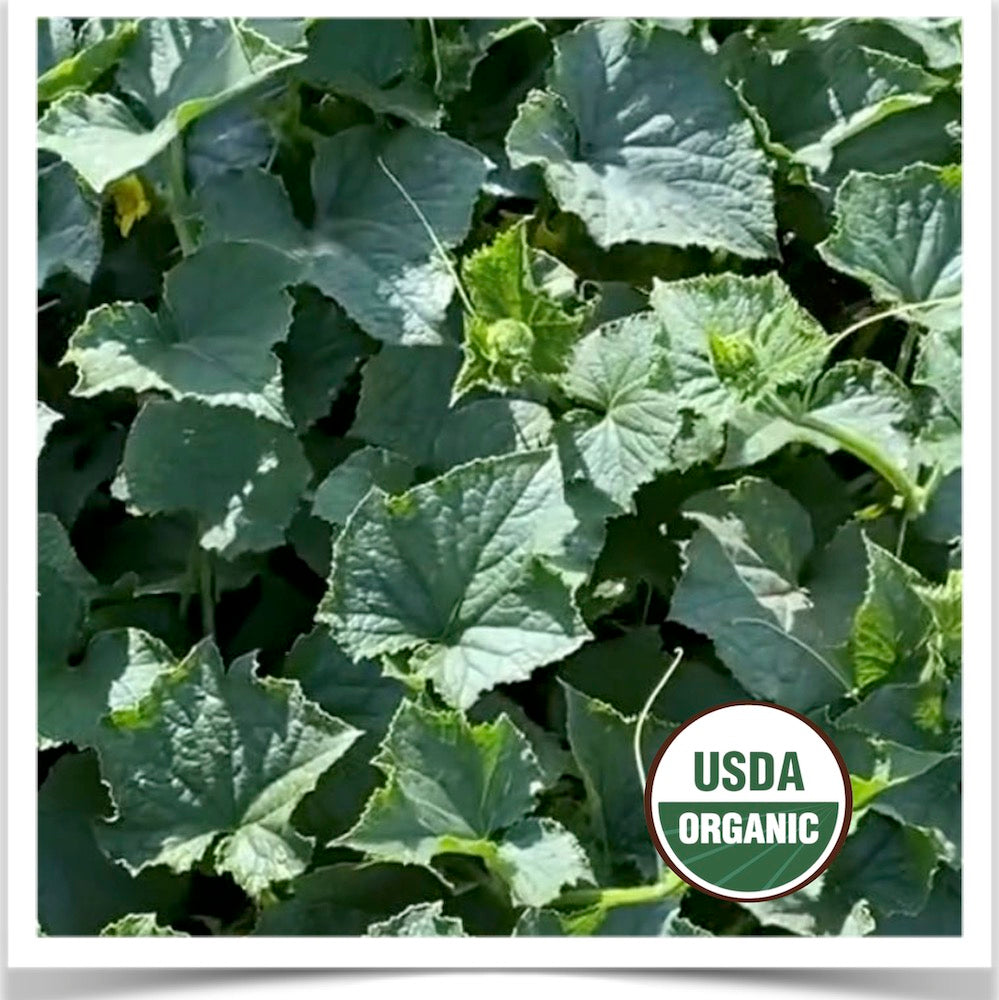 Poinsett 77 cucumber production at Prairie Road Organic Seed