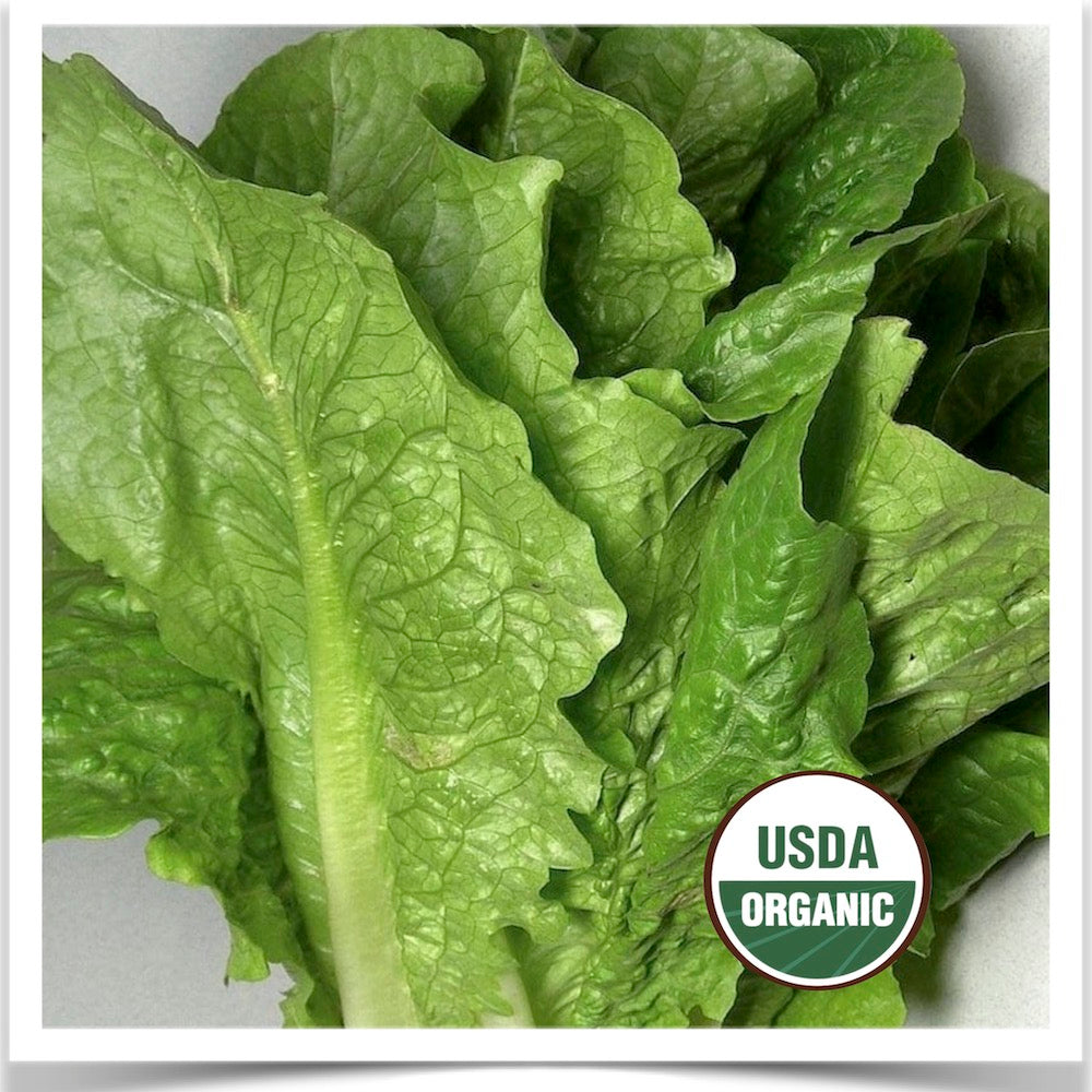 Prairie Road Organic Seed Romulus lettuce grown from certified organic seed.