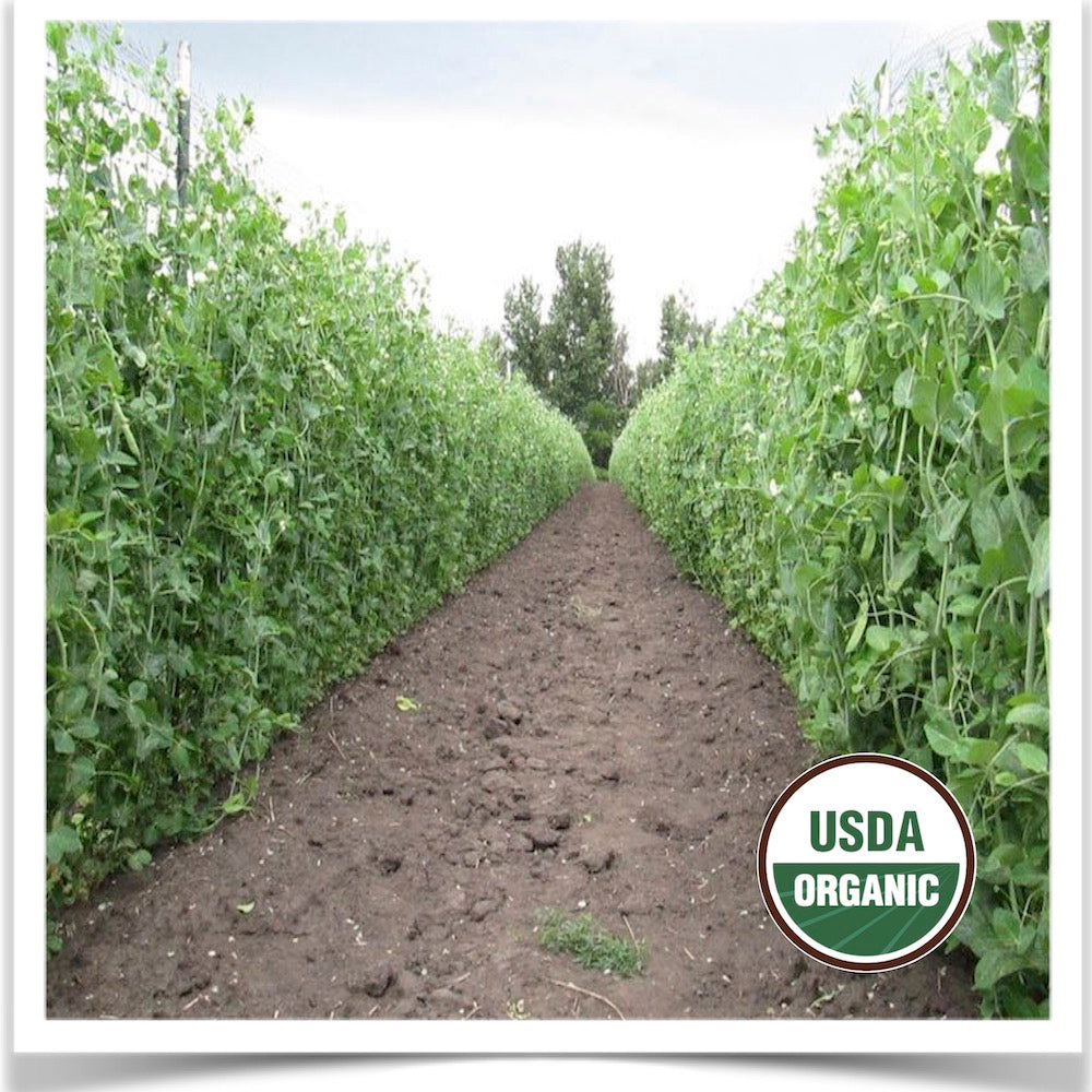 Sugar Snap peas topping a five foot fence trellis at Prairie Road Organic Seed