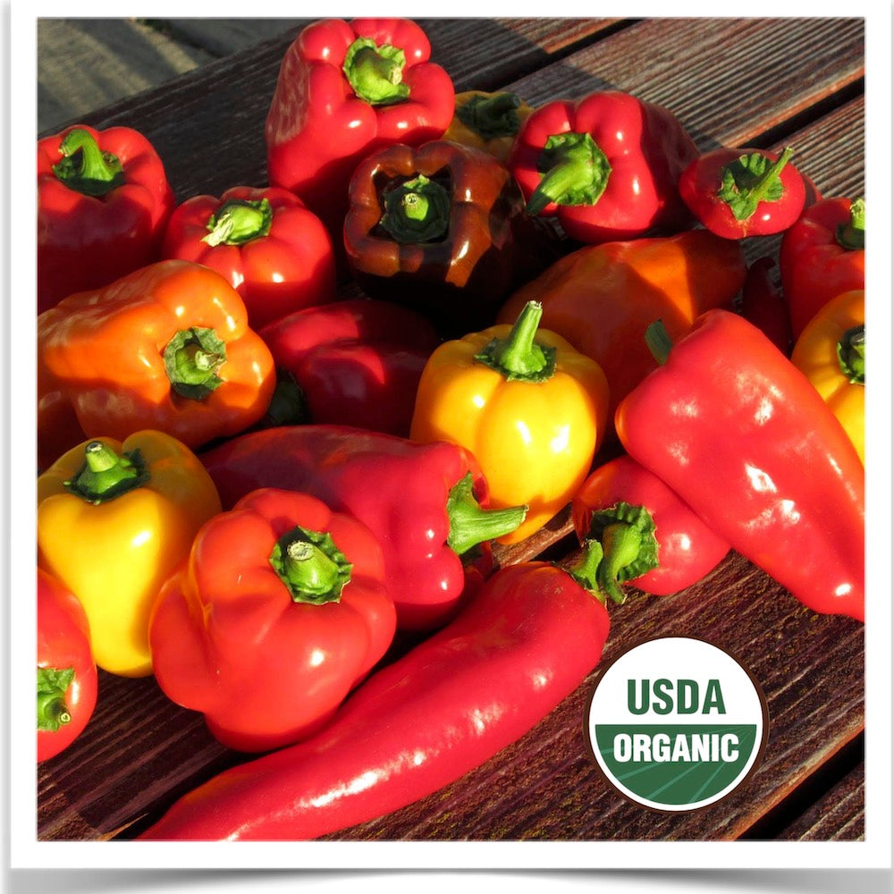 Sweet Pepper Medley  on the picnic table; grown from certified organic seed.