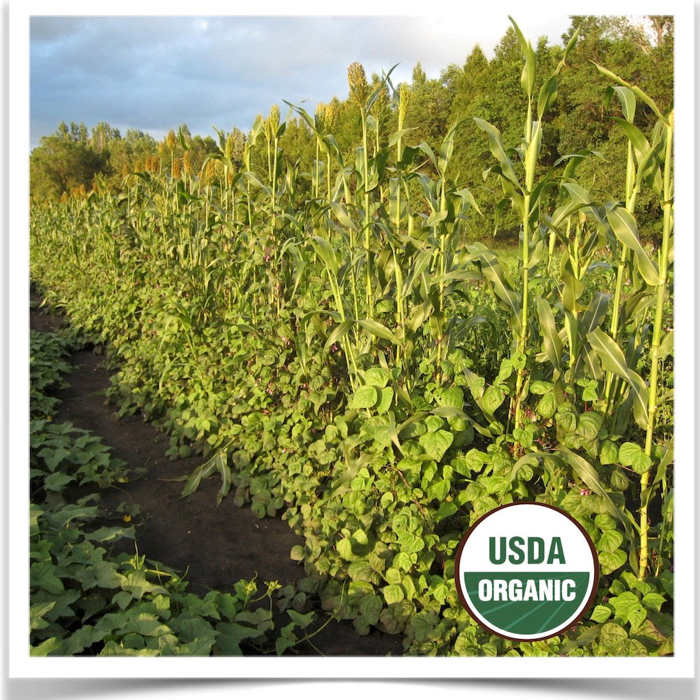 Trionfo Violetto purple pole beans running up Red Kaoliang sorghum stalks