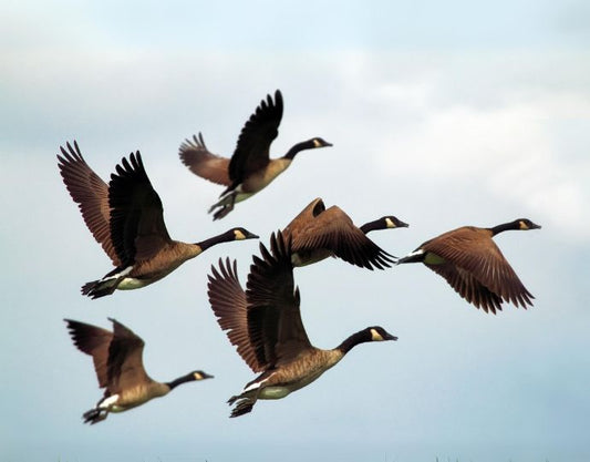 Breaking the Workaholic Cycle: Time Management in the Garden