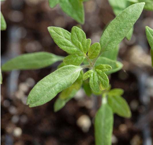 Top 4 Common Seed Starting Mistakes To Avoid!