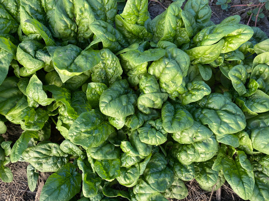 Your Mid-May Monumental Gardening Ramp-up!