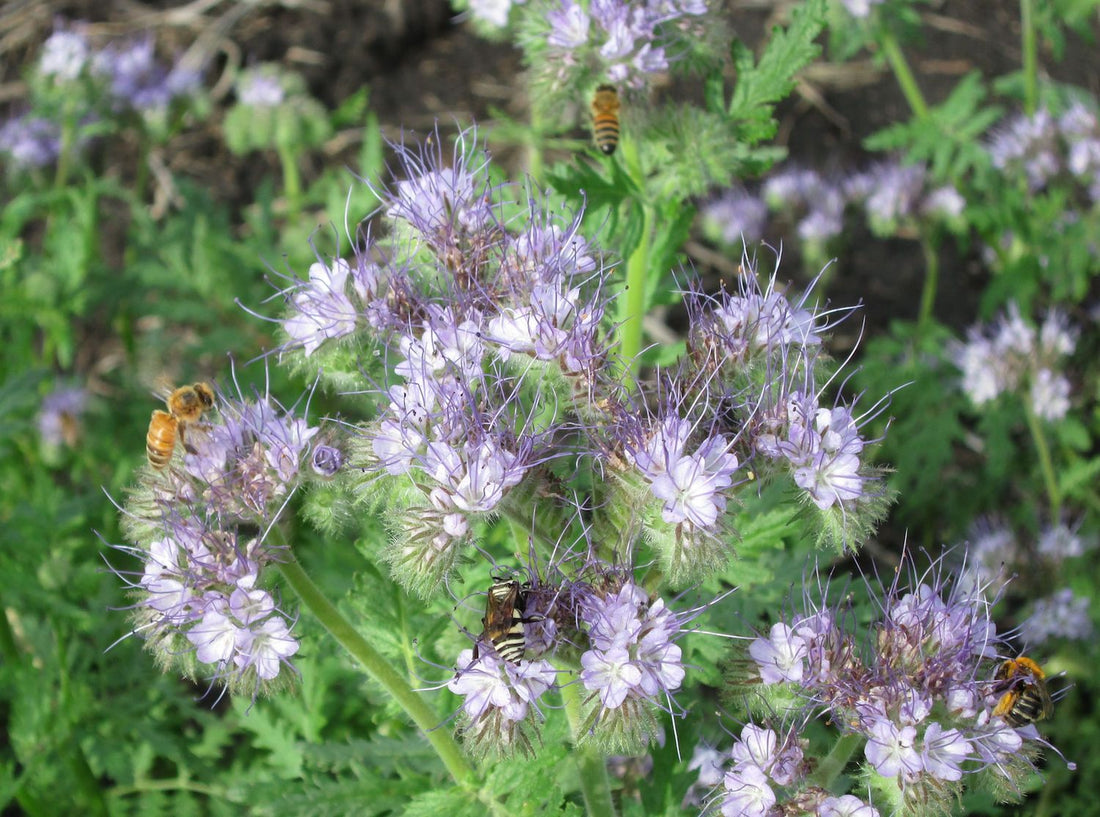 Be the BEE's BFF!  Grow Lacy Phacelia In Your Pollinator Garden!