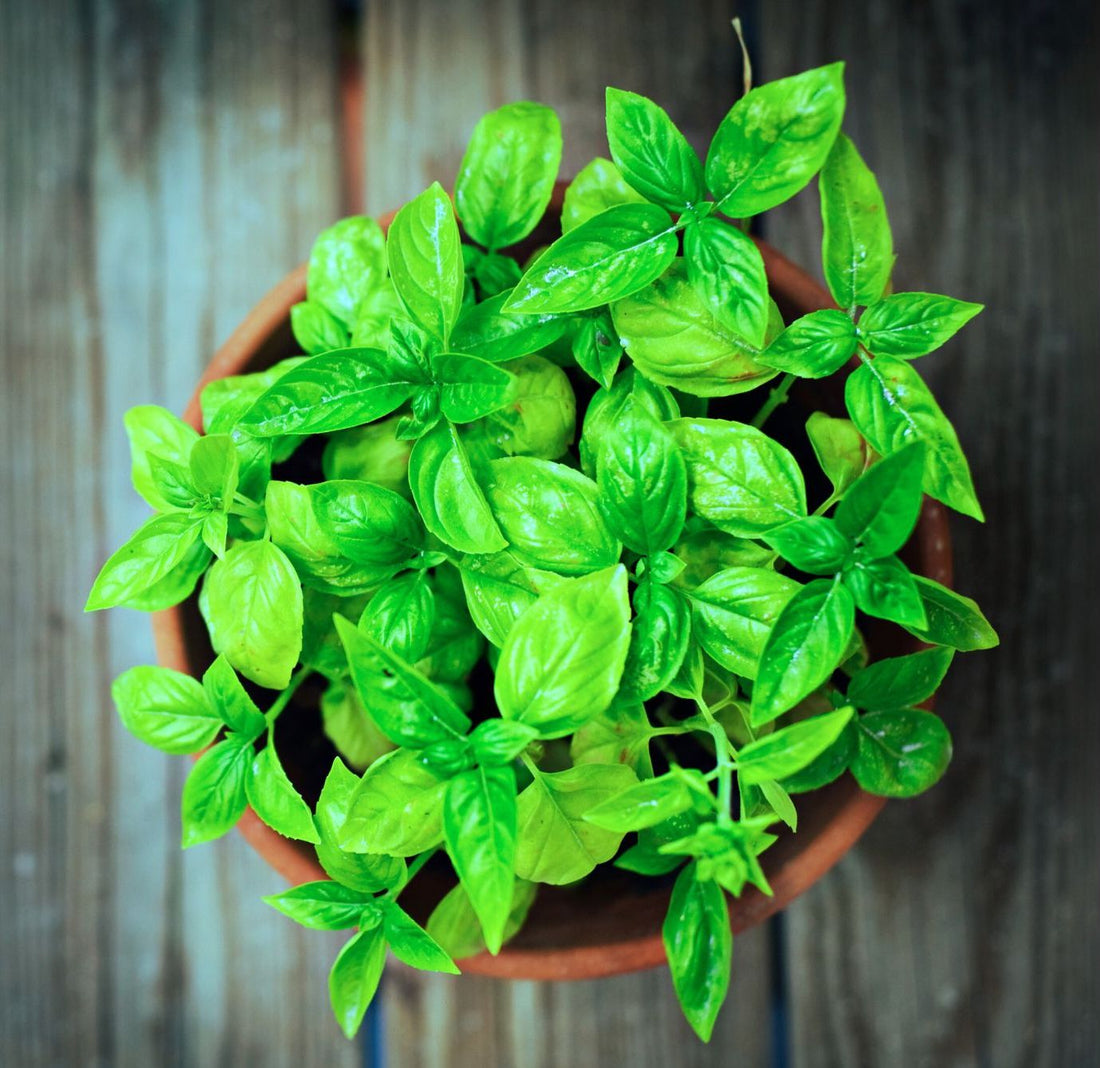 Unlock a world of flavor in winter with kitchen garden herbs at your fingertips!