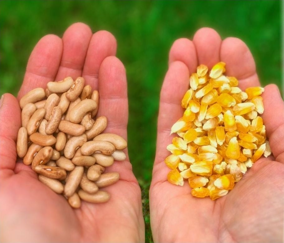 Planting beans and corn at Prairie Road Organic Seed