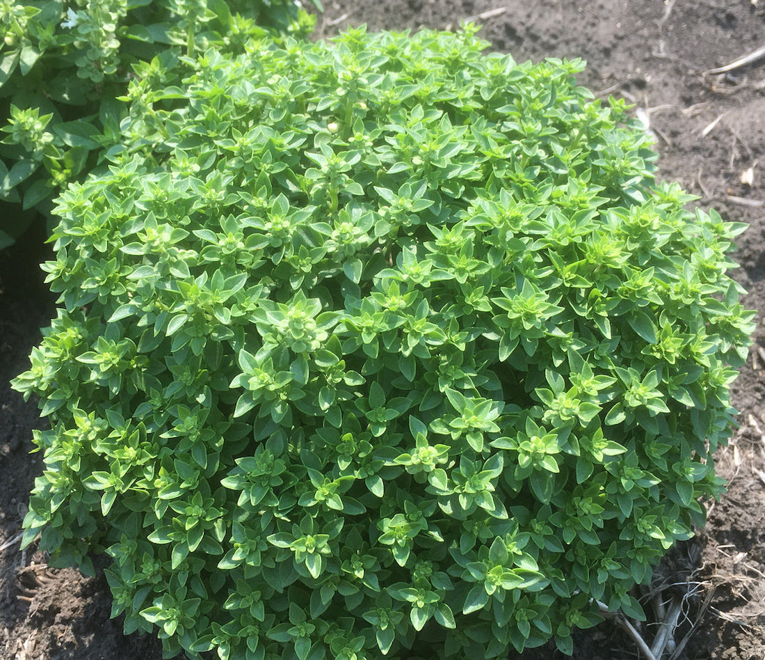 My #4 Gardening Fundamental-- The Reward: A Vibrant, Thriving Garden