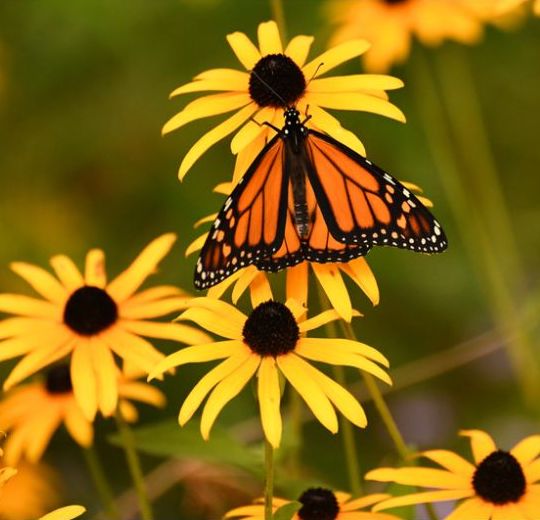 Monarch butterflies gathering nectar from Black-eyed Susans flowers