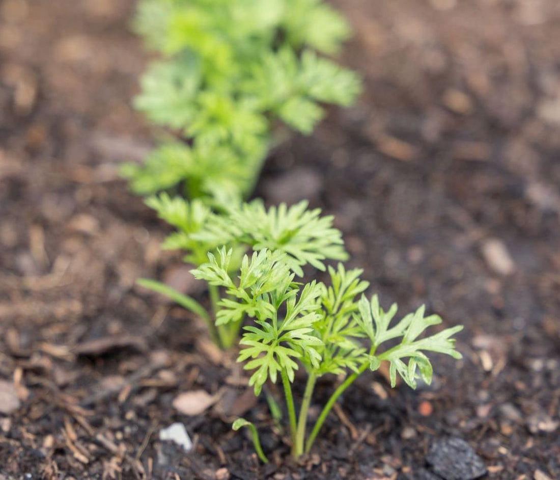 Seven tips for successfully direct sowing seeds in your garden