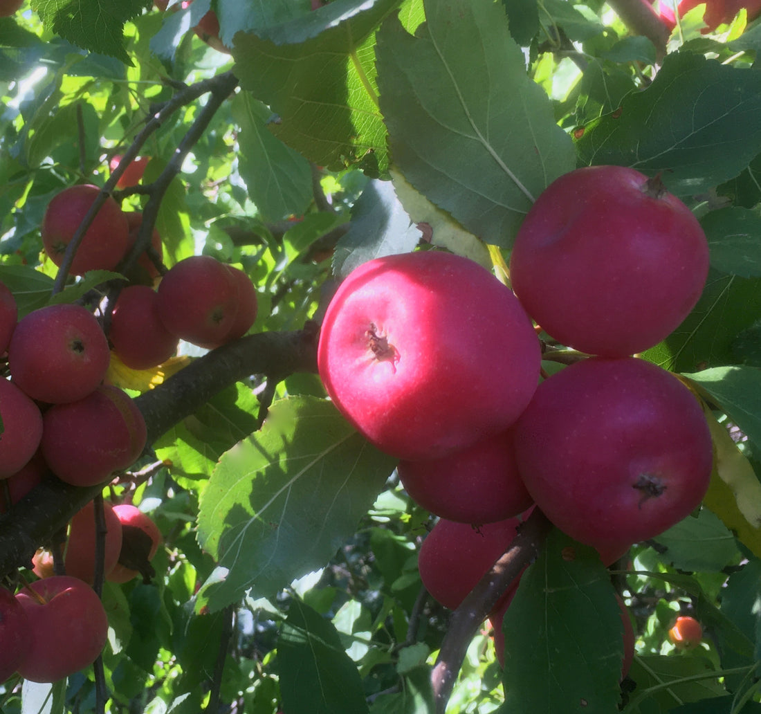 Our struggle to save, protect and nourish this heirloom Chestnut crabapple tree