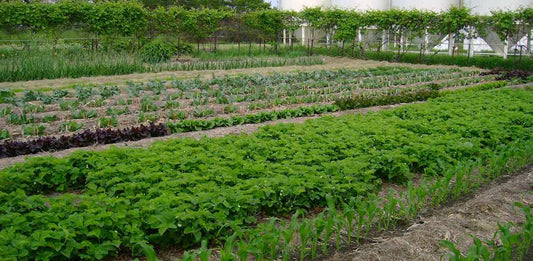 Climate Victory Garden: Good for the climate! 🙌Good for you!