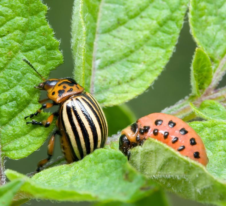 Beating Those Beetles Better Than Before For Best Results