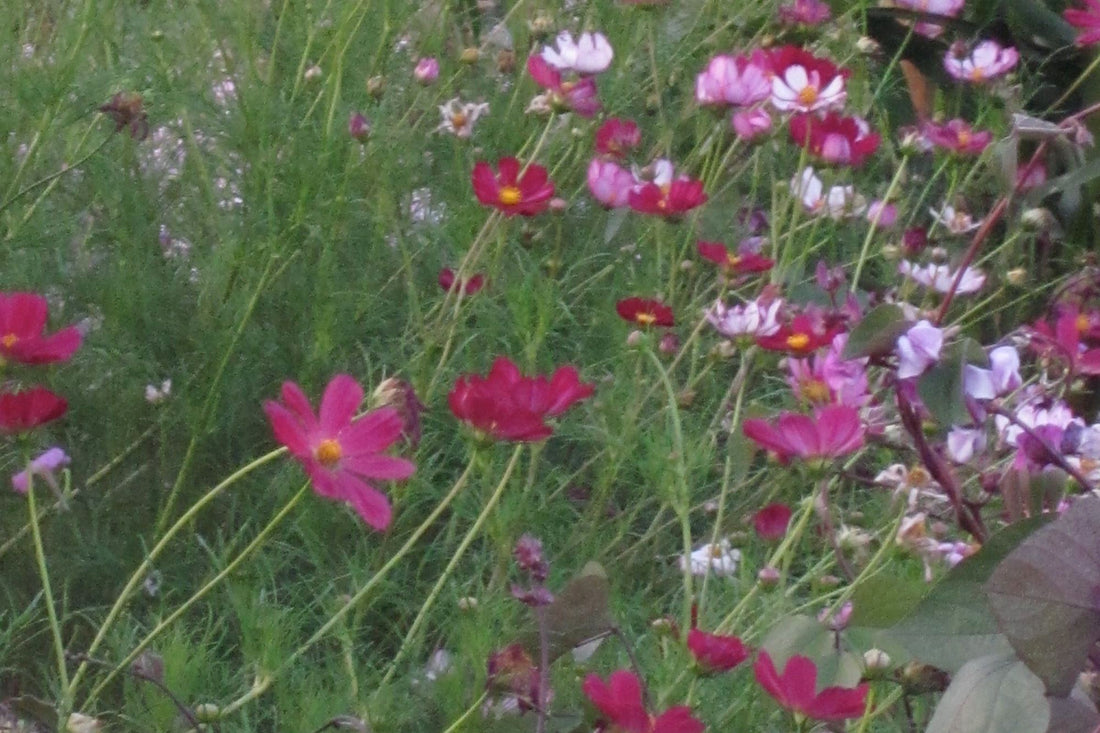 Cold Seeding Flowers: Get a jump start on spring!